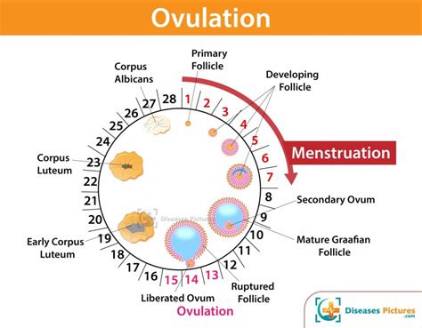Cramping After Ovulation Causes Symptoms Day 1 2 3 4 5 6 7 Days After Ovulation