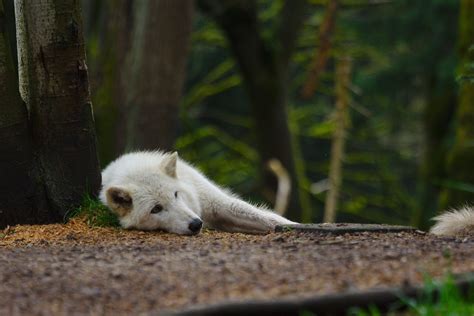 The Migration Of Arctic Wolves Is Almost Unknown Since They Migrate In