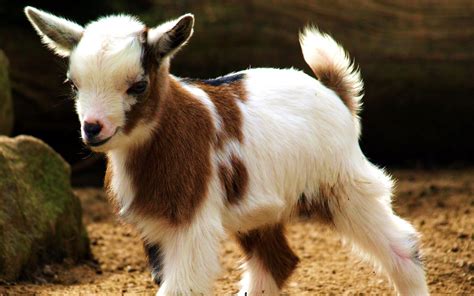 Goat Full Hd Wallpaper And Background Image 1920x1200 Id325871