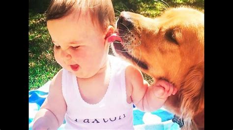 Cute Dogs And Babies Are Best Friends Dogs Babysitting Babies Video