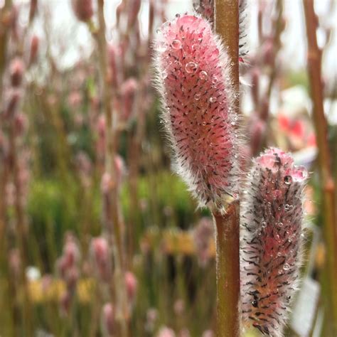 Salix Gracilistyla Mount Aso Pussy Willow Mount Aso In GardenTags Plant Encyclopedia
