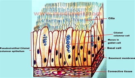 Epithelial tissue lines the inner and outer surfaces of organs in the body and function in processes of secretion, absorption. What is Epithelial Tissue Different Types of Structure ...
