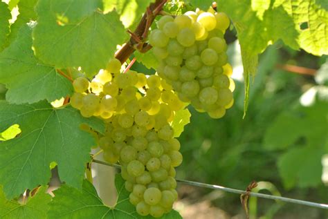Raisins Cépage Blanc Vignes Chardonnay Élégance Finesse