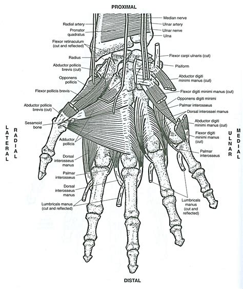 Anatomical diagram showing a front view of muscles in the human body. Musculoskeletal anatomy coloring book. 2nd ed. http://kmelot.biblioteca.udc.es/record=b1433632~S ...