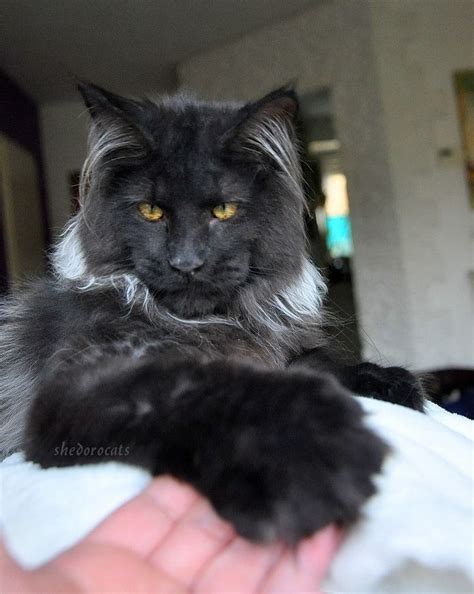 Black smoke cat personality depends on its origin. Pin on Maine Coon Cats