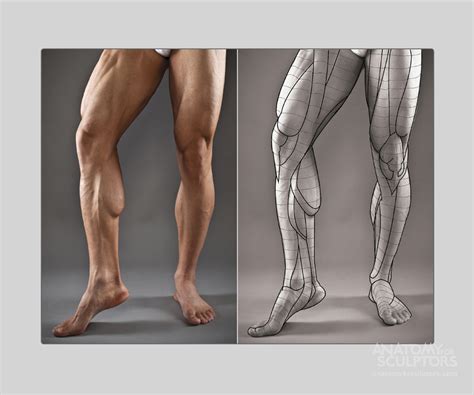 Art And Reference Point Leg Anatomy Muscle Anatomy Anatomy Poses Anatomy Study Anatomy Art