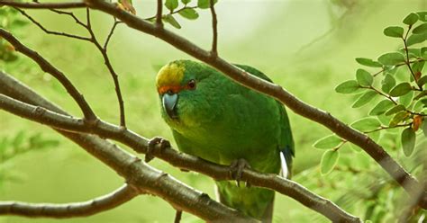 Saving The Orange Fronted Parakeet Kākāriki Karaka New Zealand