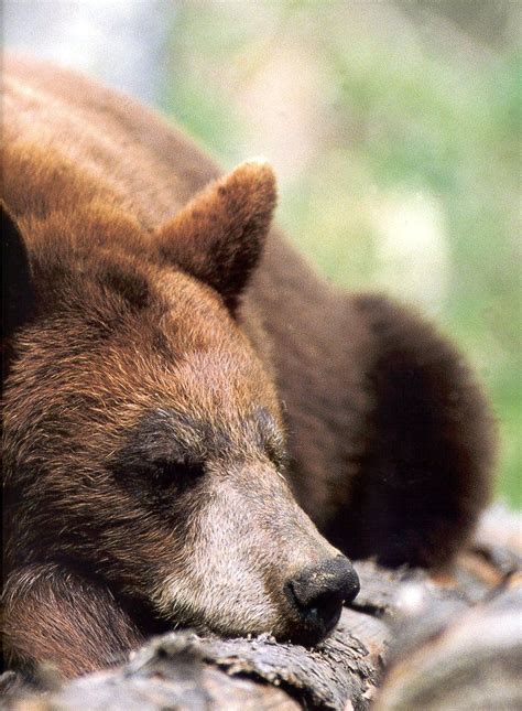 Find more ways to say sleeping, along with related words, antonyms and example phrases at thesaurus.com, the world's most trusted free thesaurus. Black Bear Sleeping