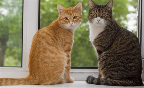 A study of over 1,200 domestic cats suggests calico and tortoiseshell coat colors are associated with more aggressiveness toward humans. 11 Rare Cat Coat Colors (Some Are Freaky!) | Pawsome Kitty