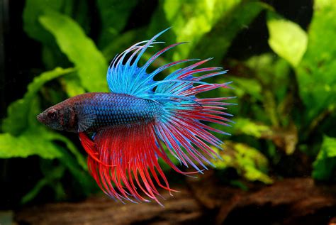 Maybe you would like to learn more about one of these? Betta Fish Tank Mates. Some Information On Subject