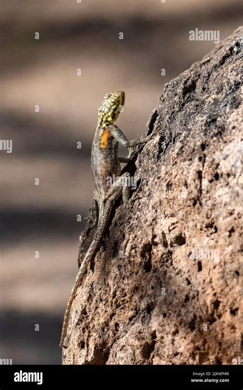 A Common Agama Agama Agama Female Lizard In Namibia Stock Photo Alamy