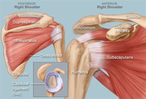 Here are some examples of exercises for you to try. Why Is My Shoulder Blade Grinding, Popping, and Feeling ...