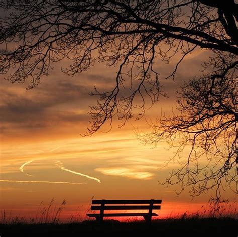 Find A Bench And Sit Benchmarkn7 Sunset Sunsets Tree Trees