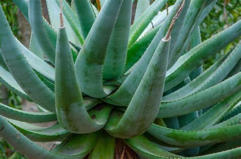 The region around bahia de kino is the only place where you find 4 different large columnar cacti what kind of cactus are you talking about. 26 Different Types of Aloe Vera | Aloe vera plant, Aloe ...