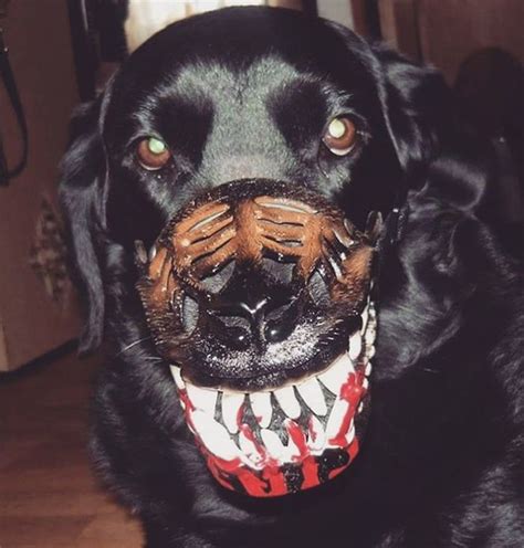 Owners Share What Their Dogs Look Like With Creepy Dog Muzzle From Amazon