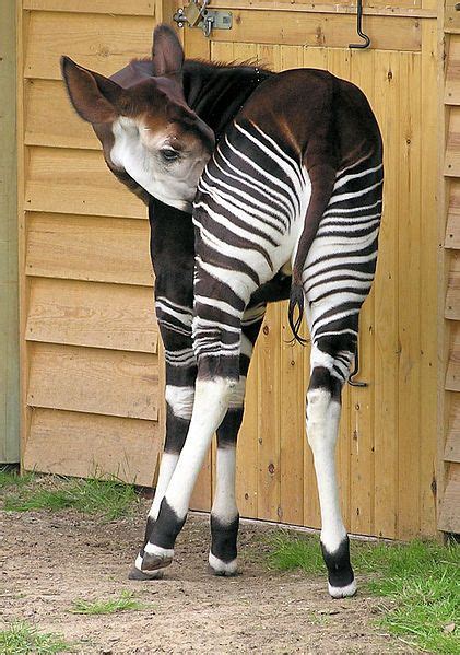 De 20 Bästa Animals With Stripes Bilderna På Pinterest Ränder