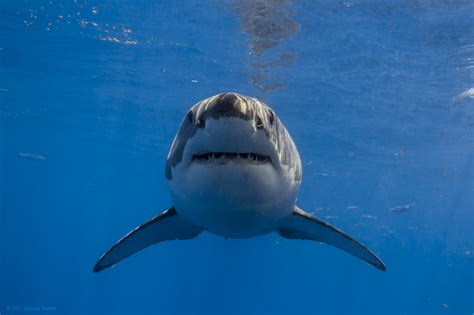 Wallpaper Water Sky Underwater Diving Great White Shark Pacific