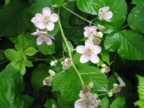 Himalayan Blackberry Plants Invasive Noxious And Beautiful Owlcation