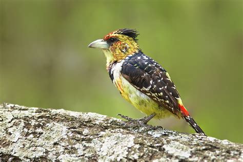 Worldnature Birds Of South Africa Worldnature