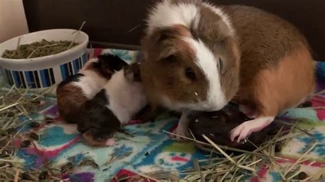 Guinea Pig Labor And Delivery Warning Yucky Stuff Youtube