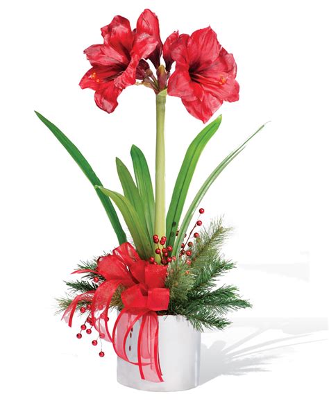We did not find results for: Red Amaryllis Silk Flower Arrangement for Christmas ...