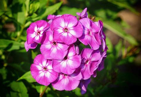 What flowers grow best in zone 5. 15 Perennials that Grow in Zone 8 in 2020 | Perennials ...