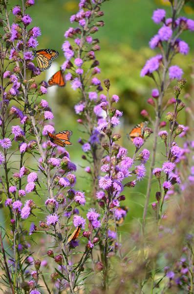 Photo is of a plant from our plant sale, planted 2 years ago and come back last year, bigger and better, right here in bryn mawr! Liatris ligulistylis - Meadow Blazing Star | Liatris ...
