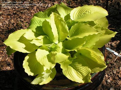 Plantfiles Pictures Hosta Dawns Early Light Hosta By Irmaly