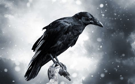 Free Download Crow Wallpaper HD X For Your Desktop Mobile Tablet Explore Crow