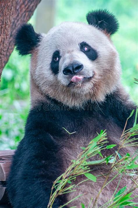 Red Panda Licking Its Nose Stock Photo Image Of Animal 10097878