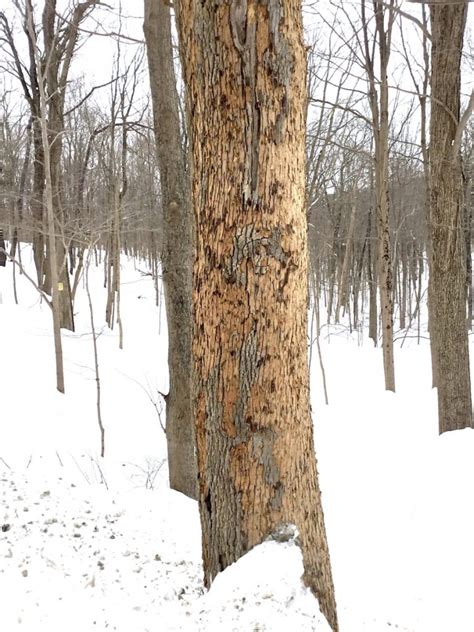 Bark Falling Off Ash Tree Whitetail Landscaping And Tree Service