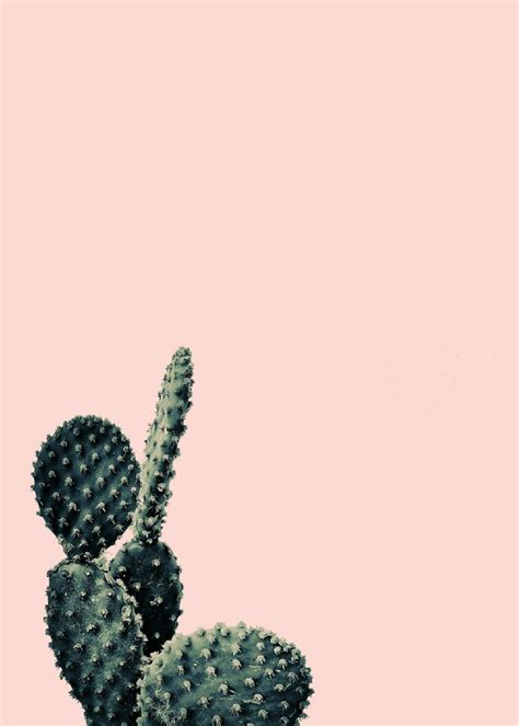 Cactus Iphone Wallpapers Top Free Cactus Iphone Backgrounds