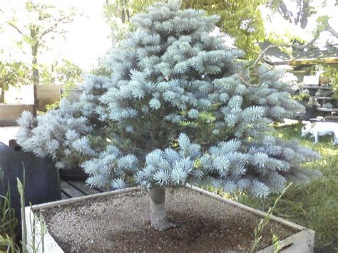 Colorado Blue Spruce Globosa Project