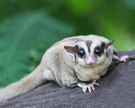 Named for their preference for sweet foods, sugar gliders enjoy drinking nectar and tree sap the wild. How Much Does It Cost to Own a Sugar Glider? | Pet Keen