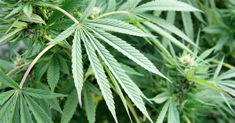 $1.4 million in marijuana plants found at Md. farm