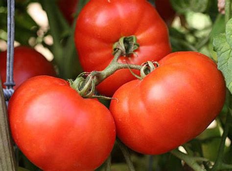 Early Girl Tomato Seeds More Heirloom Organic Non Gmo Etsy