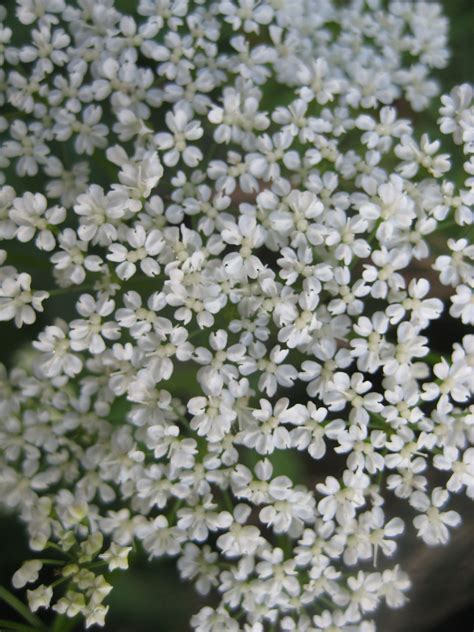White Flower Tree That Smells Good Imogen Flower