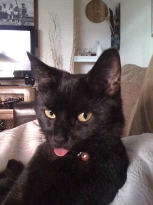 You can walk cats on a leash with a harness or confine them in a special outdoor area like a catio — always under supervision, of course — so they can periodically and safely. My cat is suddenly hissing at me and her sister.