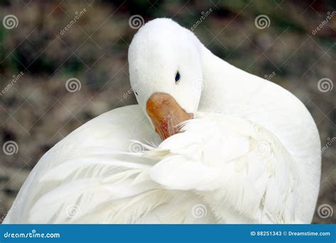 Duck In Grass Field Stock Image Image Of Bathing Creature 88251343