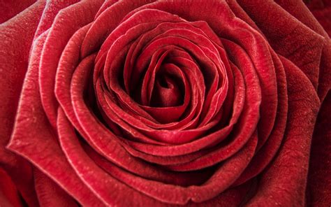 textures, Red, Rose Wallpapers HD / Desktop and Mobile ...