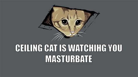 Memes Cat Dark Humor Wallpapers Hd Desktop And Mobile Backgrounds