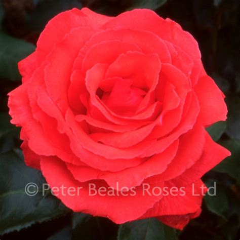 Fragrant Cloud Bush Rose Peter Beales Roses The World Leaders In