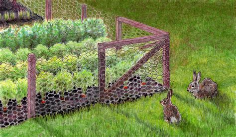 How do i stop rabbits from eating my plants? Pest Control 101: How To Keep Rabbits Out Of Your Garden