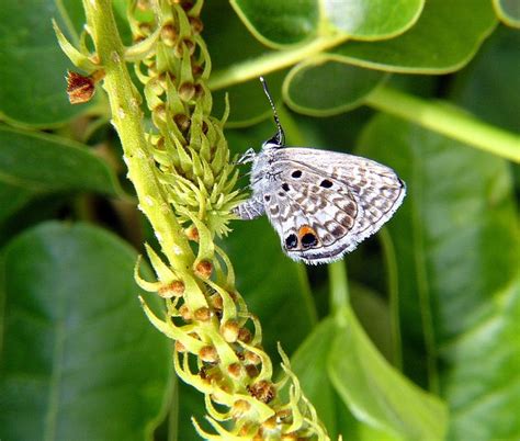 Miami Blue Butterfly Identification Facts And Pictures