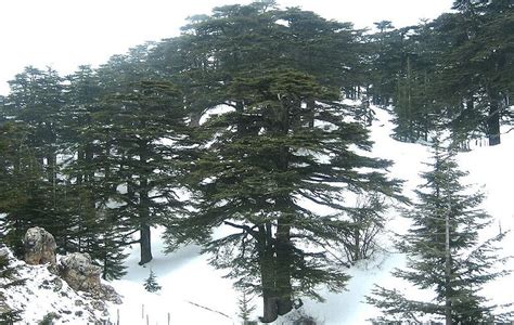 The Cedars Of God Are Dying Green Prophet