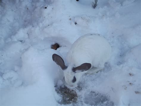 Snow Bunny Snow Bunnies Snowy Bunny