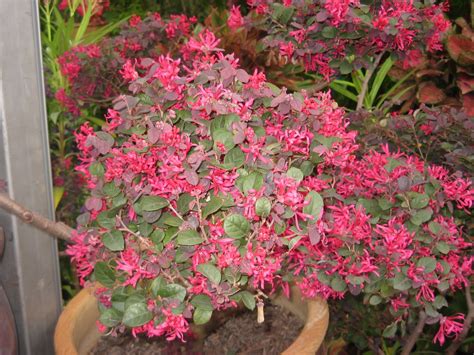 These flowers are grown in tropical regions all over the world as ornamental plants. ^^SWeeT~^~MeMoRiEs^^: LAUTAN BUNGA DI PUTRAJAYA