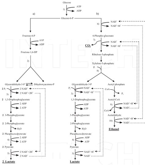 A Homefermentative And B Heterofermentative Pathways Of Lactic Acid Download Scientific