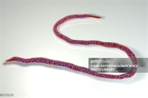 Onchocerca Volvulus Parasitic Worm Illustration High Res Vector Graphic