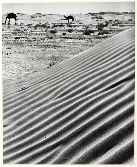 For all we know you like looking like a pumpkin, and definitely still want that potato tattoo on your ankle. Camels and Side of a Sand Dune, Al Karj, Nadj, Saudi ...